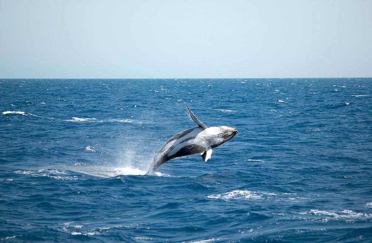 Ramada By Wyndham Hervey Bay Exterior photo A living Megaptera novaeangliae, or humpback whale